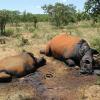 Von Wilderern getötete Nashörner im Distrikt Waterberg, 350 Kilometer nordwestlich von Johannesburg. Archivfoto: Riaan Kotze/ Inkwe Valley Game Lodge dpa