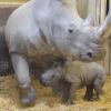 Neuzugang im Augsburger Zoo: Nashorn-Dame Wiesje hat ein Baby zur Welt gebracht.