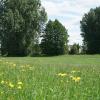 Auf der Eisweiherwiese in Klingen soll eine Blumenwiese angelegt werden, lautete ein Antrag aus dem Stadtteil. Die Wiese ist allerdings verpachtet. Der Antrag wurde vorerst zurückgestellt. 	