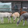 Beim Grasen bleiben die Tiere der Alpaka-Herde immer dicht zusammen. Aus der Wolle stellen Cornelia und Armin Hipp unter anderem Socken, Mützen, Bettdecken oder Seifen her und verkaufen sie in ihrem Hofladen. 