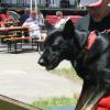 Übung macht den Meister: Das gilt auch für Suchhund Dina und Hundeführer Hans-Peter Kühling von der Rettungshundestaffel der Johanniter in Kötz.