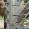 Wie ein Schwätzchen am Gartenzaun: Die Elefantinnen im Augsburger Zoo stehen Rüssel an Rüssel zusammen.  	