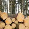 Die Nachfrage nach Holz ist derzeit groß.