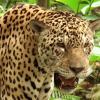 Vier Jahre lang waren der Merchinger Thorsten Böhnke und seine kanadische Lebensgefährtin Laura Winter im ecuadorianischen Regenwald unterwegs, um für ihren Film zu drehen. Dabei trafen sie auch auf wilde Tiere wie diesen Jaguar. Nun zeigen sie ihr Werk „Yasuni“ in der Region. 	