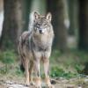 Eindeutig ein Canis lupus war es, der im Mai bei Biberbach ein Lamm gerissen hat. 