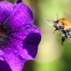 Eine Hummel fliegt eine lilafarbene Blüte an, um Nektar zu gewinnen. Wer eine schwache Biene oder Hummel findet, kann ihr mit einigen Tricks helfen.