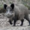 Die Afrikanische Schweinepest wird durch Wildschweine verbreitet.