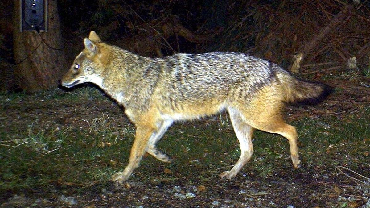 Gr-er-als-ein-Fuchs-kleiner-als-ein-Wolf-In-Biberach-gesichtetes-Raubtier-kommt-auch-in-Bayern-vor
