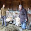 Gutsverwalterin Olivia Tietz-Pourroy von Gut Romenthal in Dießen, ihr Neffe Victor Pourroy und Stefan Mühl (Landwirtschaftlicher Mitarbeiter) mit ihren Charolais-Rindern im Offenstall. Auf dem malerischen Gut im Norden von Dießen wird diese Rinderrasse gezüchtet.