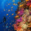 Leuchtende Farben unter Wasser: In Ägypten gibt es traumhafte Orte zum Tauchen.