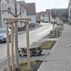 Eine lichte Baumreihe (acht Edelkastanien) pflanzte die Gemeinde Gundremmingen entlang der Hauptstraße. 