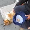 Gerade Obdachlose mit Hunden gehen nicht in die Übergangswohnheime, sondern leben - und betteln - auf der Straße. 