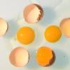 Verdorbene Eier haben letzten Sommer wohl zu einem Salmonellenausbruch geführt.