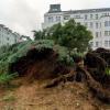 Die Wurzeln eines umgestürzten Baumes ragen in Berlin nach Starkregen an der Kreuzung Essener Straße/Krefelder Straße aus der Erde. 