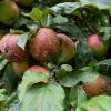 Im Augsburger Land wird eine schlechte Ernte erwartet. Verfaulte Äpfel am Baum sind keine Seltenheit, wie hier in Steinkirch.