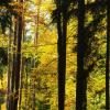 Der Steigerwald ist bereits in großen Teilen ein Wald aus Laub- und Nadelholz. Aber Pläne, die ihn unter besonderen Schutz stellen würden, sind bisher gescheitert.