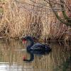 Am Oberegger Stausee ist einer Leserin ein Trauerschwan vor die Kameralinse geschwommen.
