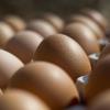In Nördlingen hat ein Mann zwei Eier gestohlen und wurde dabei erwischt. 