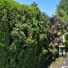 In Lauingen hat eine Hecke gebrannt. Das Feuer drohte, auf das benachbarte Fitnessstudio überzugreifen. Die Lauinger Wehr war mit 15 Mann vor Ort.  	