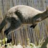 Ob ein Känguru dauerhaft in freier Wildbahn im Augsburger Land überleben kann? Denkbar wäre es.