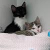 Eine Frau hat mehrere kranke Katzenbabys verkauft. Diesen zwei Kätzchen geht es nach der tierärztlichen Behandlung schon besser.