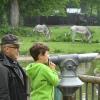 Endlich wieder Tiere sehen: Oliver Jung und sein Sohn Nikolaus freuen sich, dass der Augsburger Zoo wieder offen hat. Durchs Fernglas können sie Zebras, Nashörner, Giraffen und andere exotische Tiere aus nächster Nähe beobachten. 