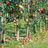 Obstbäume im eigenen Garten können an der Supermarktkasse einiges an Geld sparen. Hier finden Sie Infos zu Apfel- und Pflaumenbäumen und anderen beliebten Arten.
