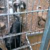 Tierhandel und Verstoß gegen das Tierschutzgesetz im Tierheim Lechleite in Friedberg: Dieses Foto zeigt, wie sich Hunde trotz starken Regens in verschlammten Außenzwingern aufhalten.