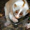 Das schmeckt: Die Plumploris im Zoo haben Insekten zum Fressen gern. Die Primaten ziehen diese Nahrung einer Banane vor,  auch wenn Früchte zu ihrer täglichen Nahrung gehören. 