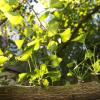 Ein Ginkgobaum: Ginkgo ist nutzlos, wenn man damit Alzheimer vorbeugen will, berichtet Stiftung Warentest jetzt.