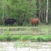 Nicht nur die Kühe, wie hier in der Nähe von Deisenhausen im Mai 2015, bekommen nasse Füße, wenn die Günz über die Ufer tritt. Die Gemeinde Deisenhausen investiert nun kräftig in den Hochwasserschutz.