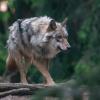 In Bayern wird seit Jahren hitzig über den Wolf debattiert. Vor Kurzem wurde beschlossen, dass er leichter abgeschossen werden darf. 