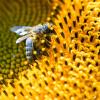 Die Deutsche Bahn stellt künftig einen Teil ihrer Freiflächen für Bienen zur Verfügung.