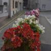 Verschönerung am Mauerberg: Mauerblümchen bringen Farbe in die Stadt.