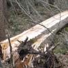 Der Sturm hat am Dienstag viele Bäume im Wald umgerissen. 