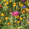 Blühflächen bieten Insekten weit mehr als kurz gemähter Rasen. Aber, so die Günzburger Kreisfachberaterin für Gartenbau und Landschaftspflege, Tina Sailer: "Es braucht ein Gesamtkonzept."  