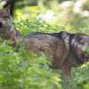 Zwei Wölfe. Nun wurden diese Wildtiere in der Nähe von Ulm, in Ehingen und Illerrieden nachgewiesen. 