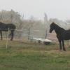 Auch in Gundelfingen (Symbolfoto) sind Pferde von einer Koppel ausgerissen. 