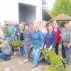 Vorbereitungen für das Traditionsfest: Mitglieder des Obst- und Gartenbauvereins fertigen Girlanden für den Bellenberger Maibaum.  