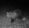 Eine Wildkamera hat bei Garmisch-Partenkirchen einen Bären fotografiert. Wie soll man reagieren, wenn man dem Tier begegnet?