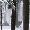 Vor vielen Jahren waren zwei Freundinnen mit ihren Kindern bei einer Schlittenfahrt im Wald unterwegs. Damals machten sie eine Entdeckung, die bis heute für schöne Überraschungen sorgt. 