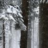 Unbekannte haben bei Baumgarten Bäume angesägt und liegengelassen. 