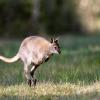 Ein Känguru springt über eine Wiese – einen Anblick, den man so nur in Australien sieht, oder? Nein. Denn dieses Foto wurde in Rambouillet, südwestlich von Paris, aufgenommen. Dort leben die Tiere seit rund 40 Jahren. Das wäre auch in Deutschland möglich. 	