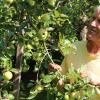 Anton Klaus hat in seinem Garten rund 500 Apfel- und 150 Birnensorten. Es sind alte Sorten, die zum Teil vom Aussterben bedroht sind. 