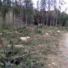 Im Mertinger Wald wird derzeit viel Holz geschlagen. Die Preise auf dem Markt sind derzeit gut. 