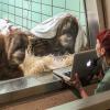 Die beiden Orang-Utan-Damen Conny (l.) und Sinta (r.) sind schon erfolgreich per Affen-Video-Dating verkuppelt worden.