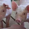 Ferkelerzeugerbetriebe in der Region schlagen Alarm: Die geplante „Tierschutz-Nutztierhaltungsverordnung“ ab 9. Februar 2029 bringt sie an die existenzielle Grenze. 