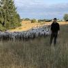 Schäfer Moritz Nieß blickt düsteren Zeiten entgegen. Einem Drittel seiner Schafe droht die Schlachtung.