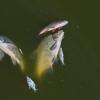 Tote Fische treiben im Wasser des deutsch-polnischen Grenzflusses Oder im Nationalpark Unteres Odertalt.