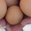 Salmonellen-Verdacht: Rückruf für Eier